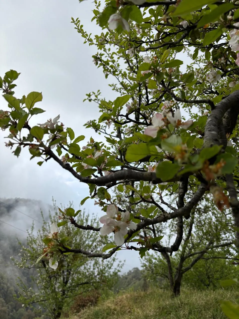 Apple blossom with clouds in the valley behind