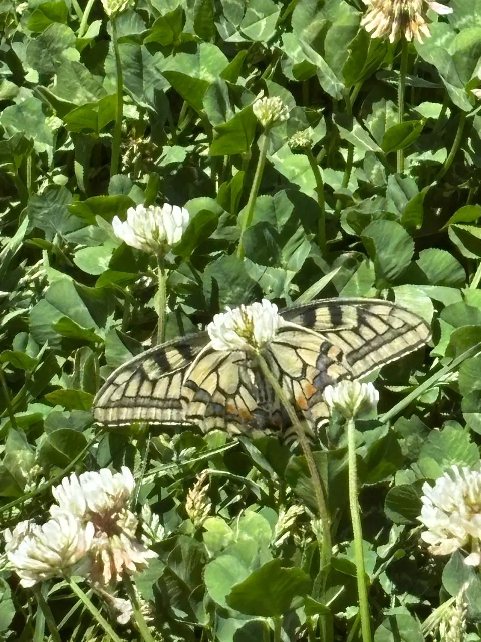 A swallowtail butterfly on clover near the homestay