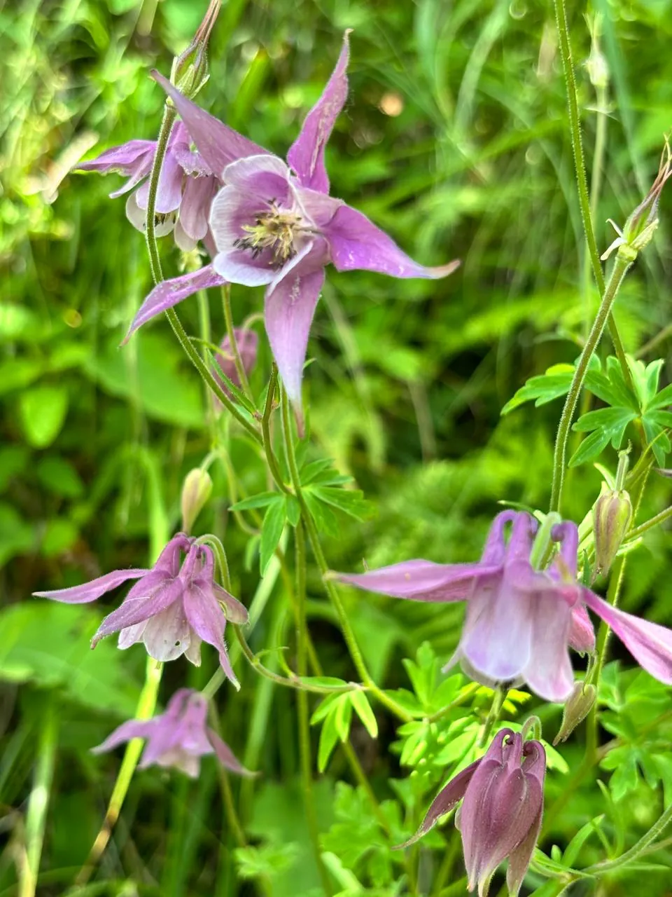 Pink columbine wildflowers in the grass