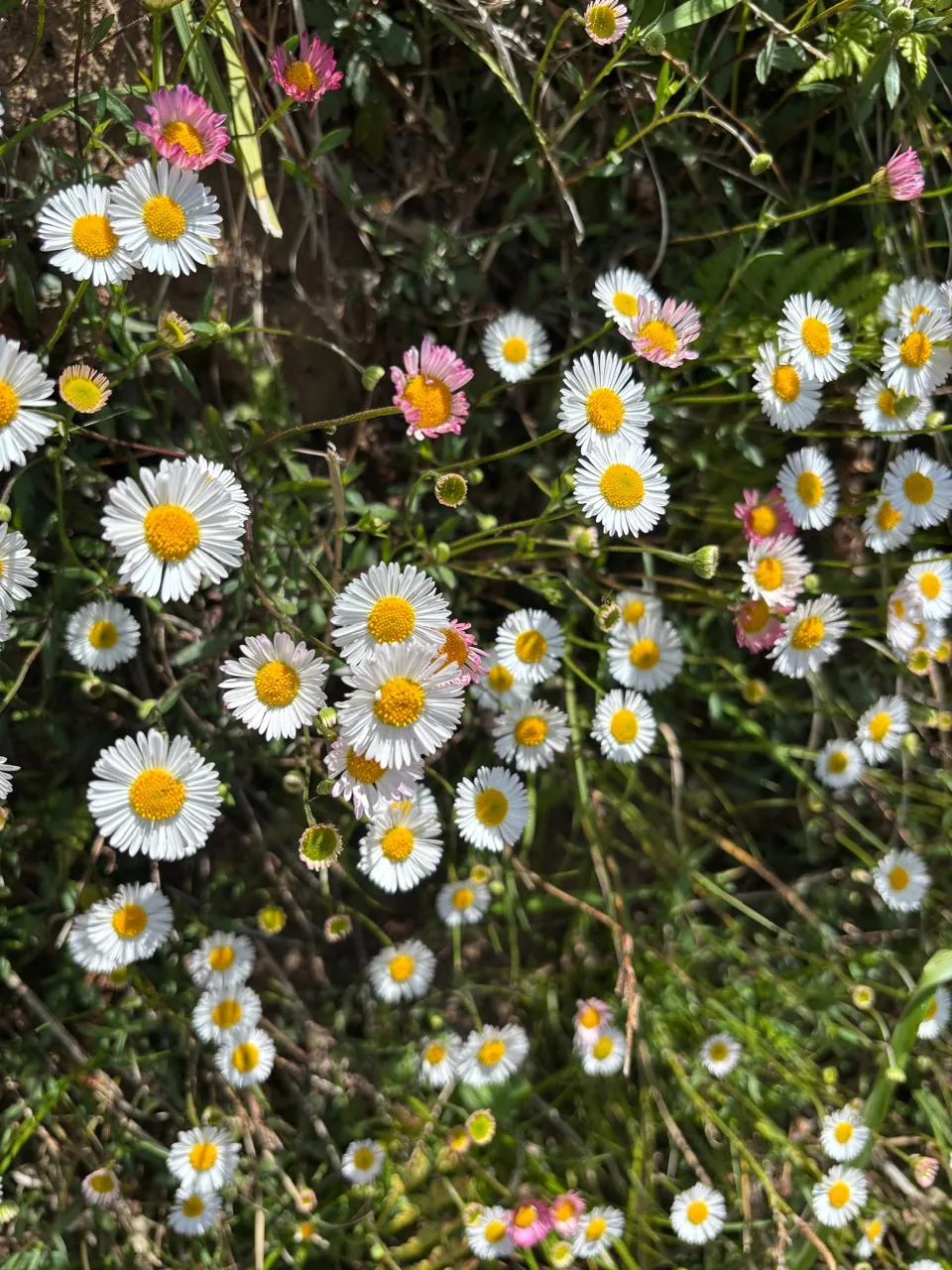 Wild daisies on the hillside